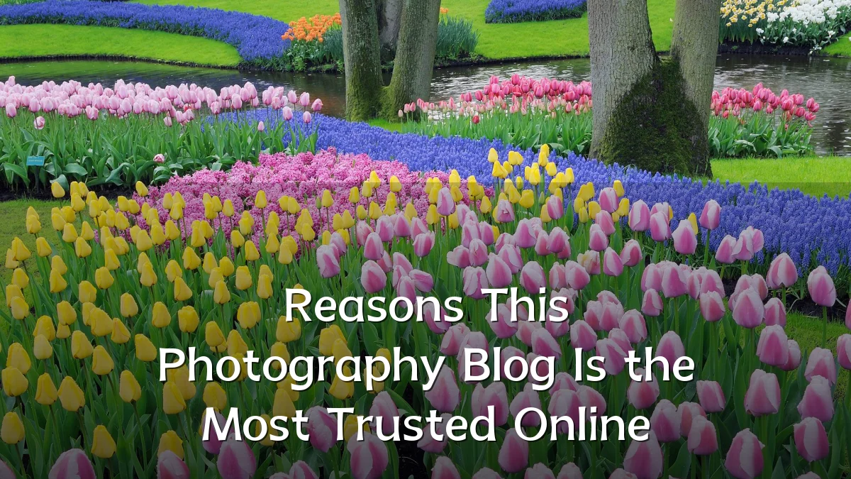 Reasons This Photography Blog Is the Most Trusted Online